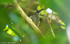 Melitograis gilolensis