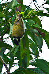 Melithreptus gularis