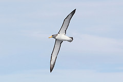 Thalassarche eremita