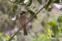 Melithreptus validirostris