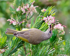 Melithreptus brevirostris