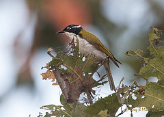 Melithreptus albogularis