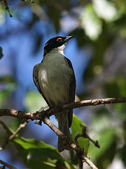 Melithreptus lunatus