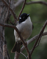 Melithreptus chloropsis