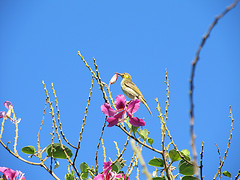 Foulehaio carunculatus