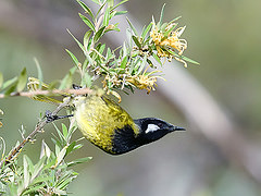 Nesoptilotis leucotis