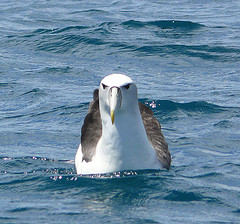 Thalassarche salvini
