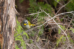 Nesoptilotis flavicollis