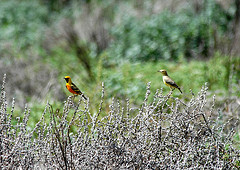 Epthianura aurifrons