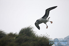 Thalassarche chrysostoma