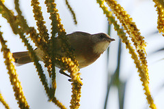 Conopophila albogularis