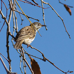 Ramsayornis fasciatus