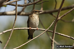 Ramsayornis modestus