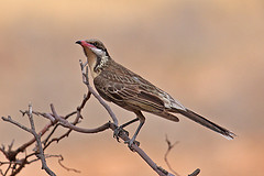 Acanthagenys rufogularis