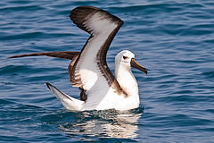 Thalassarche chlororhynchos