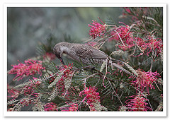 Anthochaera chrysoptera