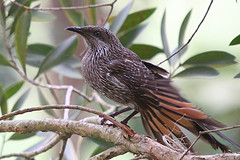 Anthochaera lunulata