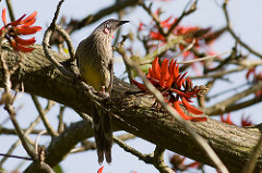 Anthochaera carunculata