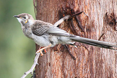 Anthochaera paradoxa