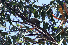 Bolemoreus hindwoodi