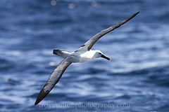 Thalassarche carteri