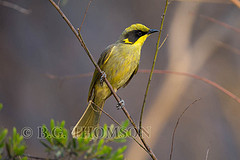 Lichenostomus melanops