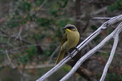 Lichenostomus cratitius