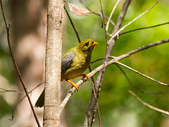 Manorina melanophrys