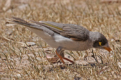 Manorina melanocephala