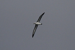 Thalassarche bulleri