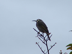 Melidectes rufocrissalis