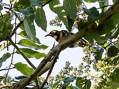 Melidectes torquatus