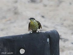 Gavicalis versicolor