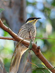 Gavicalis fasciogularis