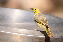 Ptilotula flavescens