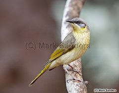 Ptilotula keartlandi