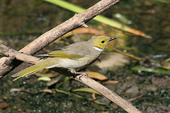 Ptilotula penicillata