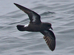 Hydrobates pelagicus