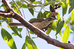 Meliphaga albilineata