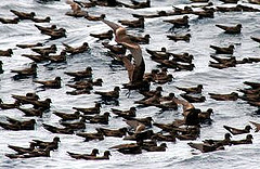 Oceanodroma microsoma