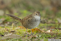 Dasyornis brachypterus