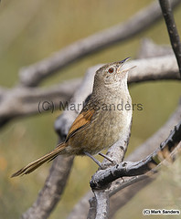 Dasyornis longirostris