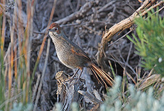 Dasyornis broadbenti