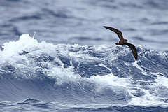 Oceanodroma castro