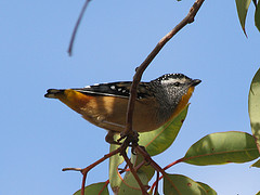 Pardalotus punctatus