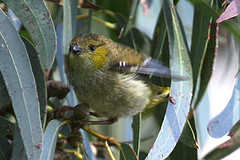 Pardalotus quadragintus