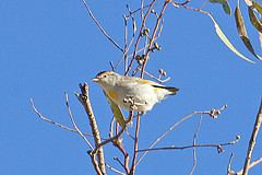 Pardalotus rubricatus