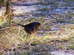 Pycnoptilus floccosus