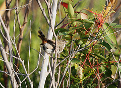 Calamanthus pyrrhopygius