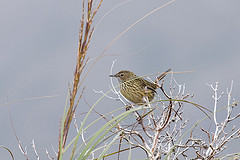 Calamanthus fuliginosus